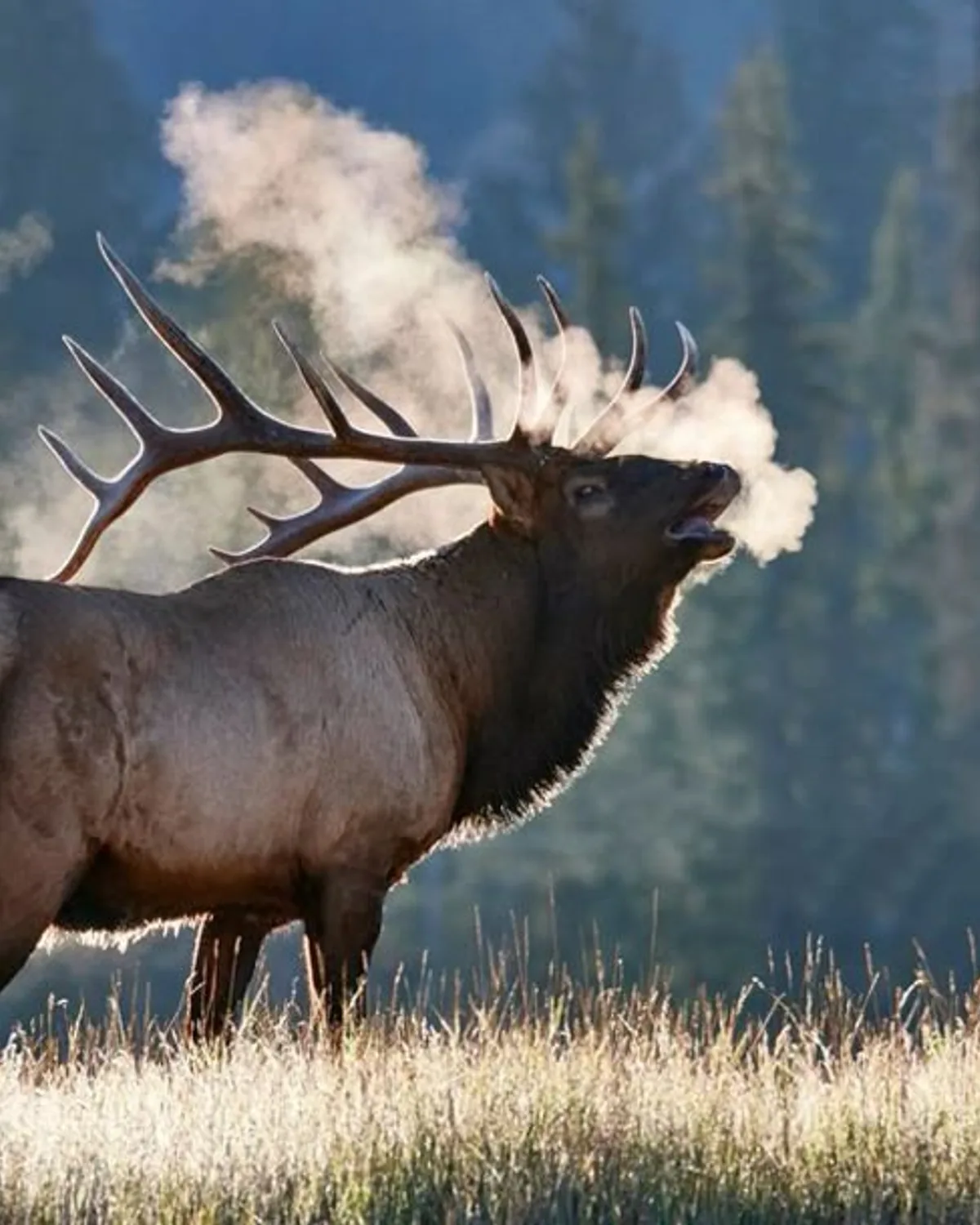 Wildlife in the White Mountains